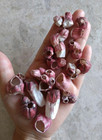 Barnacles  Natural Sea Shell Art Craft From Japan Small    Medium Pink Color