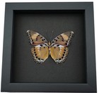 Real African Butterfly Euphaedra Female Framed Taxidermy Moonlight Display