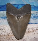 Megalodon Shark Tooth 4 1 8  Sharks Teeth Xl Jaw Fossil Real Sharp Serrated Meg