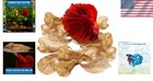 Aquarium-ready 50 Pcs Catappa Indian Almond Leaves For Healthy Betta   Shrimp