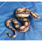 Realistic Big Rubber Snake Lifelike Scary Prank Toy Joke Party Prop Garden