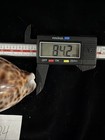 Cypraea Tigris 84 2mm No Collection  Data  e024 