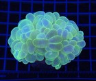 Wysiwyg Bubble Coral Live Lps Frag For Saltwater Reef Aquarium