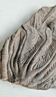 Highly Detailed Large Crinoid Fossil Plate Very Nice 