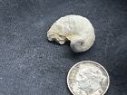 Texas Cretaceous Fossil Bivalves    ram   s Horns     Ilymatogyra Arietina up To 300 
