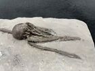 Crinoid Relation  Big Fat Head Fossil Cystoid  Middleport  Ny