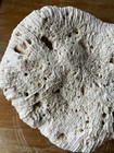 Natural Brain Coral Large Specimen 5 8lbs 9   x 8    X 4    Sea Ocean Estate Find