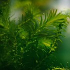 Grower s Choice Low Light Plants  6 Bunches   Live Freshwater Aquarium Plants