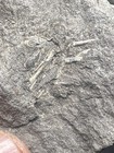 Rare Unprepared Crab In Nodule Cretaceous Age From Vancouver Island Canada