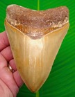 Megalodon Shark Tooth - Top 1  - 5 22    Real Fossil - Lemon   Lime Colored