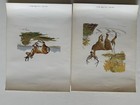 6 Vintage Original Wood-n-stream Wildlife Illustrations