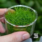 Eleocharis Parvula Dwarf Hairgrass Tissue Culture Aquarium Plant  2 5 x2 5  Cup 
