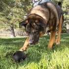 Dog Toy Ball Kong Extreme Rubber Fetch Large Dogs Black Hole Durable Training