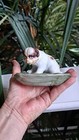 Antique Gebruder Heubach Bisque Porcelain Muzzled Puppy Dog Figurine Dish 1920s