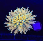 Wysiwyg Banana Torch Live Coral     Lps Frag Reef Tank