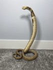 21  Real Cobra Taxidermy Snake Mount - King Stuffed Striking Pose Hooded