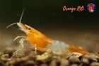10 1  Orange Rili - Freshwater Neocaridina Aquarium Shrimp  Live Guarantee