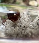 Pogonomyrmex Badius Florida Harvester Ant Queen