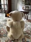 Vintage Steiff Bear With Button In Ear W growler Rare West Germany 