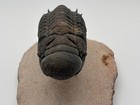 Beautifully Prepared Devonian Phacops Fossil Trilobite Morocco Free Shipping Us