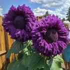 50 Pcs  Purple Enchanting Giant Teddy Bear Sunflower Seeds