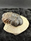 Trilobite Fossil In Sandstone Matrix From Morocco    52   G 