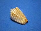 Strombus Luhuanus  linnaeus  1758   beautiful Colors     45 2mm 