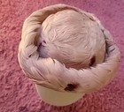 Woman   s Vintage  Pink Feather Hat     