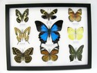 9 Beautiful Butterflies In Xl Showcase  Framed  Real Taxidermy - A-09-ulysses-16