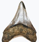 4 60     Megalodon Shark Tooth Real Fossil No Restorations Sharks Teeth