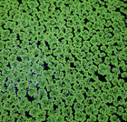 Aquatic Plant Combo Pack For Aquariums And Ponds - Live Beginner Floating Plants