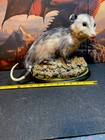 Taxidermy Mount Opossum Related Raccoon Coyote Fox Squirrel Deer 