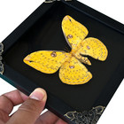 Black Framed Dried Yellow Moth Real Butterfly Insect Wall Hanging Art Decor 