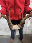 Wild 11 Point Whitetail Deer Antler Rack Horn Skull Plate Man Cave Cabin 139 