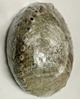  Large Natural Abalone Sea Shell For Smudging Or Decoration 1 Pack Free Shipping