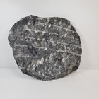 Orthoceras Plate 11    X 9    Polished Devonian Fossils 5 5 Pounds