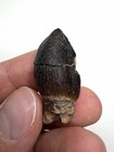Large 1 39    Titanosauriform Sauropod Tooth - Isalo Iiib Fm Madagascar