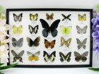 20 Beautiful Butterfly Butterflies In Showcase - Framed - Real - New - A-20-o-15