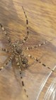 Dark Fishing Spider For Sale  Spider For Sale  Fishing Spider  Live 
