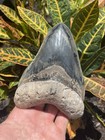 Museum Quality 5 6    Megalodon Shark Tooth All Natural No Repair