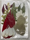 75  Pcs Dried Pressed Leaves Real Natural Dried Plant Vacuum Packed Craft