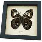 Caligo Martia Verso Rare Owl Mimic Butterfly Feather Markings Framed Taxidermy