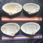 Natural Witch   s Seashell  Ocean Altar Decor  Ritual Offering wicca 4pcs  Lot 9