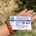 2 X Lab Certified Natural Rudraksha Rudraksh Bracelet Adjustable Unisex 5 Mukhi