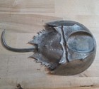 Vintage Salisbury Pewter Horseshoe Crab Collectible Figurine Made In Usa