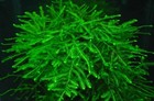 Java Moss Live Freshwater Aquarium Plant Aquascaping Moss Easy To Grow 