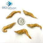 Red Shrimp Freeze Dried River Shrimp  1 2 -1 5    Best Available  Free Shipping 