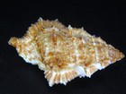 Bursa  bufonaria  Ignobilis  Currently The Best Price On Ebay   52 34mm 