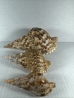 3 Beautiful Triton Charonia Tritonis Sea Shell 9     6    And 5   