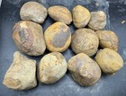 4 Lb  Fossilized Indiana Not Mazon Creek Ironstone Mudstone Concretions Lot X 12